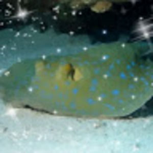 Meet your Posher, Stingray
